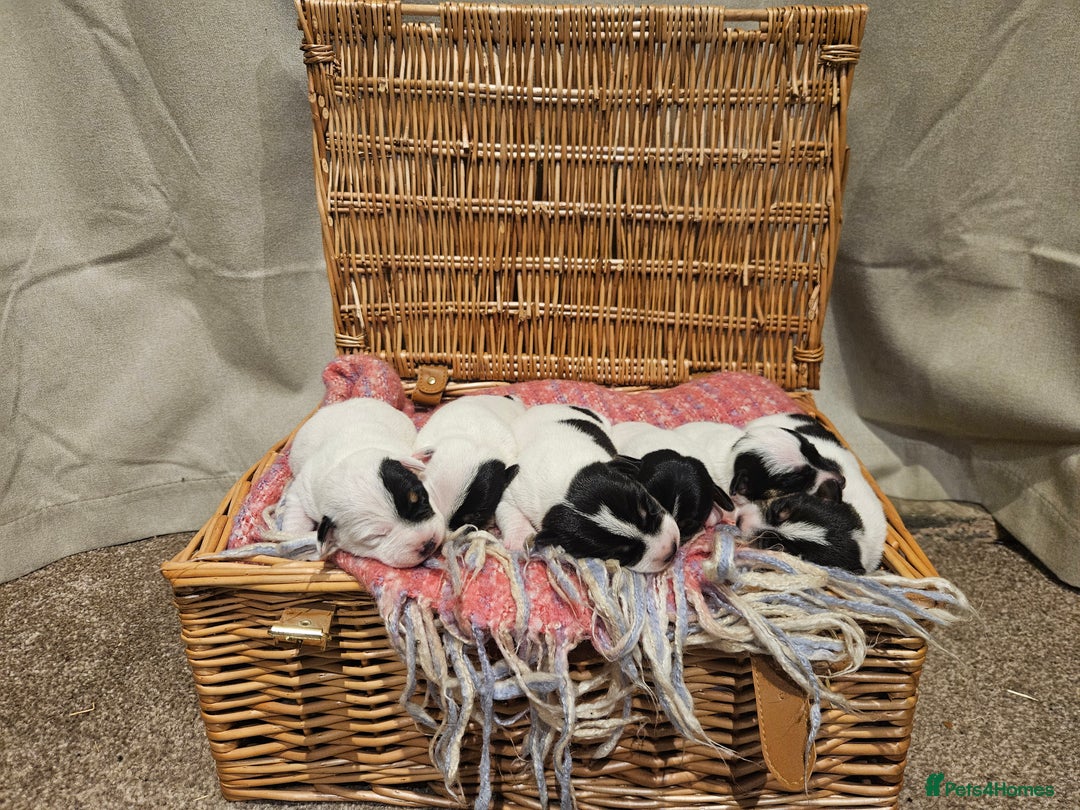 Jack Russell dogs for sale: 🐾 Jack Russell Pups Looking for Forever Homes! 🐾 - Image 3