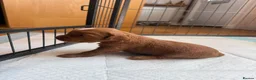 Cockapoo dogs for sale: Beautiful Ginger F2 Cockapoo Puppies in Berkhamsted - Advert 5
