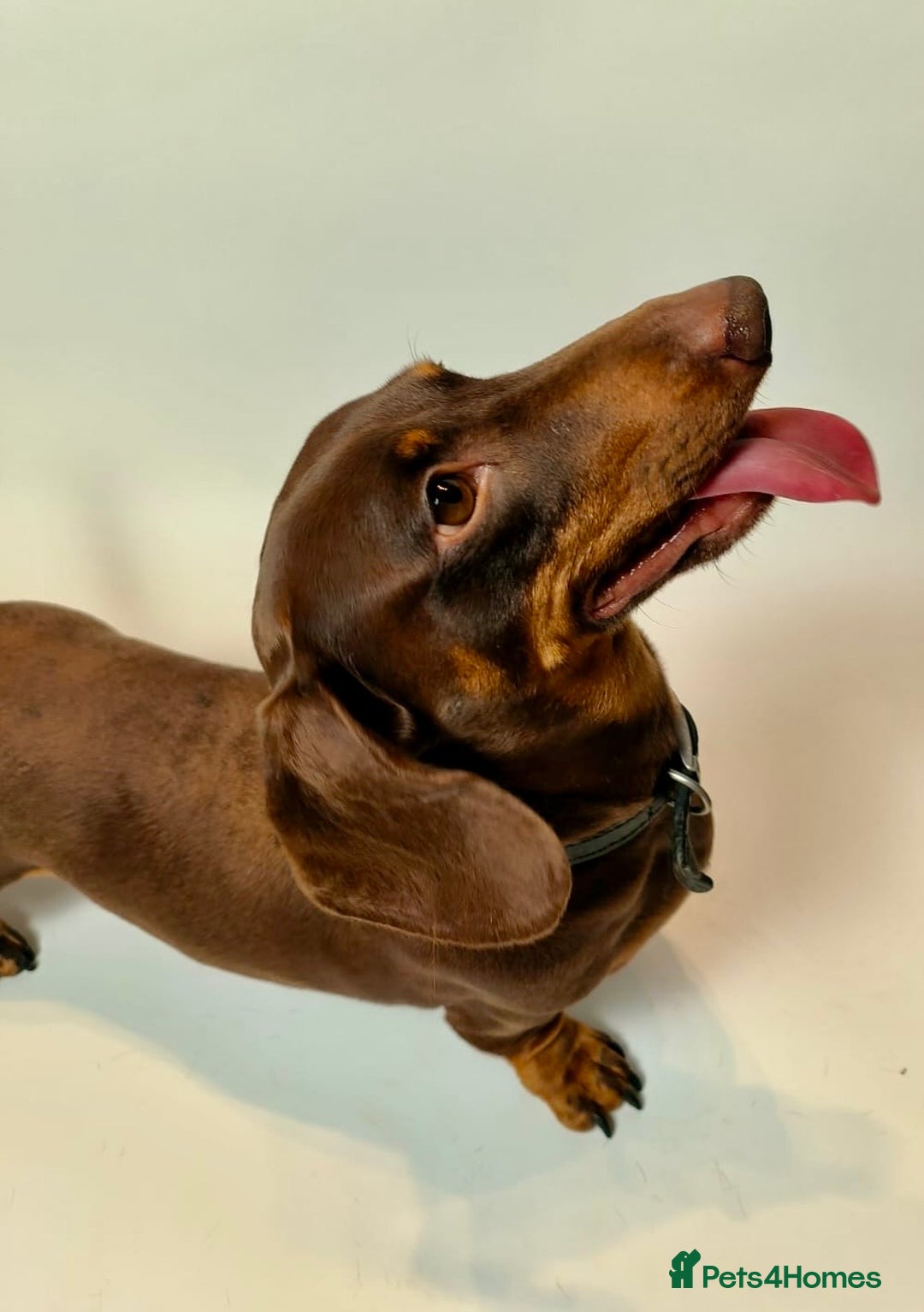 Miniature Dachshund dogs for stud: Miniature dachshund stud in Welling - Advert 2