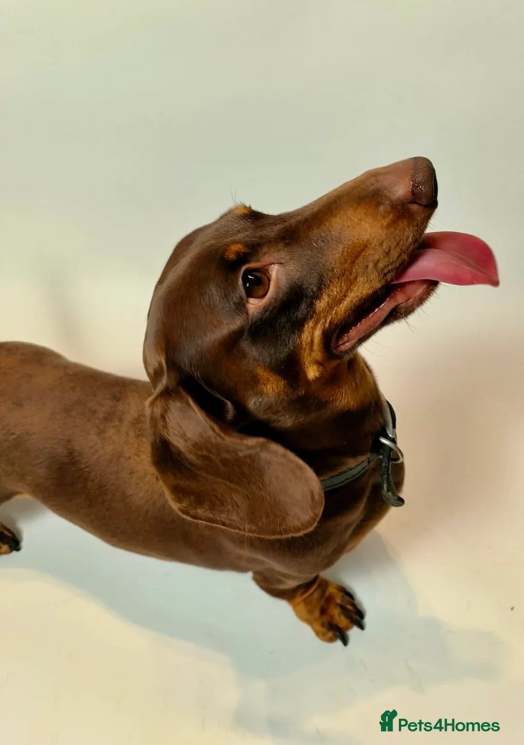 Miniature Dachshund dogs for stud: Miniature dachshund stud in Welling - Advert 2