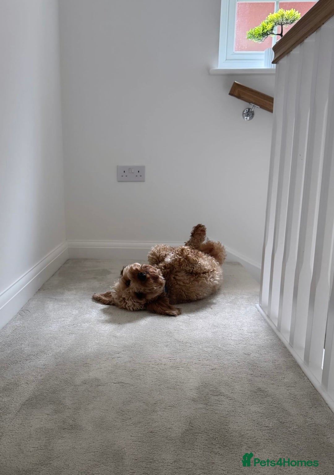 Cockapoo dogs for sale: Mylo. 2 year old Cockapoo for sale - Image 5
