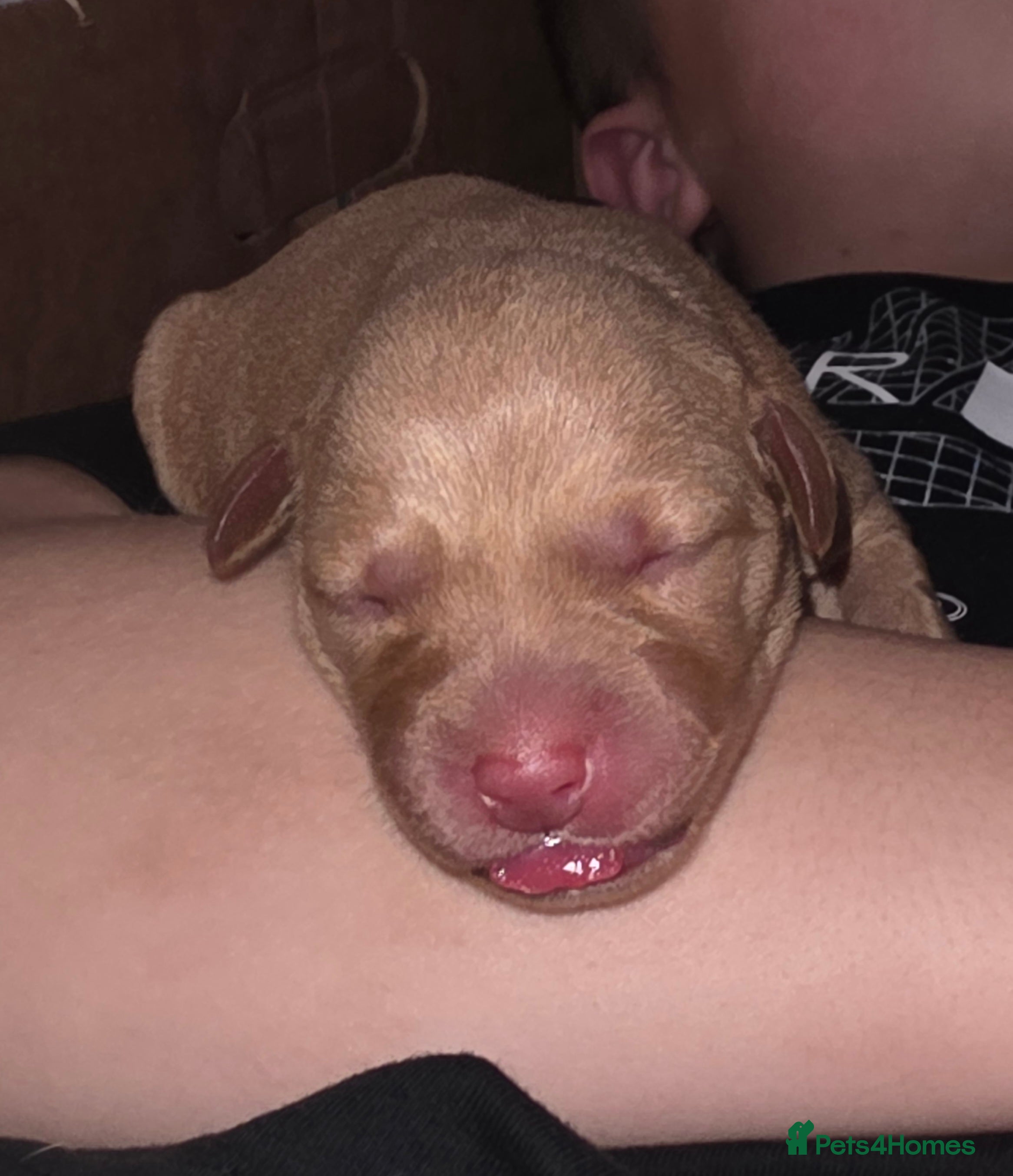 Labrador Retriever Puppy 1
