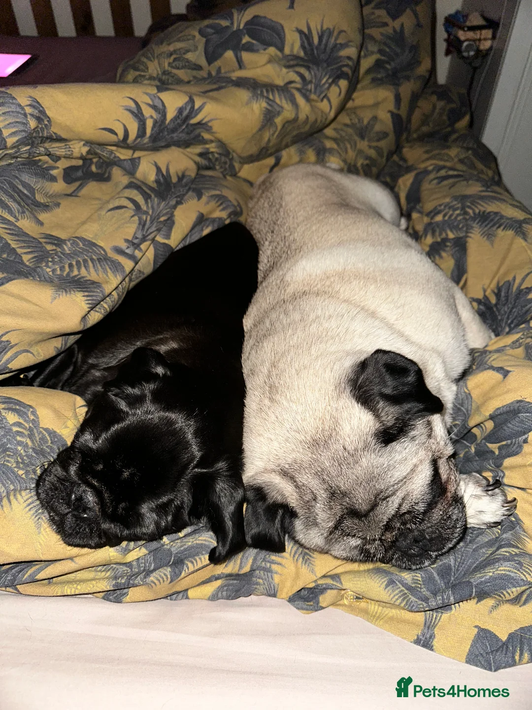 Pug dogs for sale: Two beautiful pugs - Advert 3