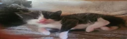 Mixed Breed cats for sale: 4 male kittens - Advert 9