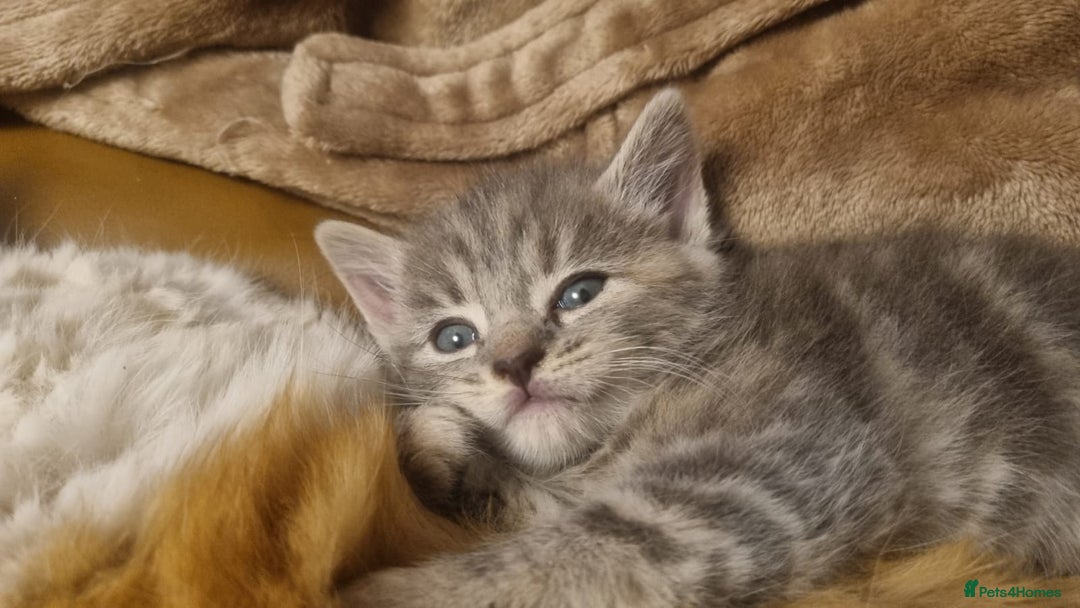 British Shorthair cats for sale: 4 Kittens ready to leave 25th August - Image 6