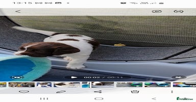 English Springer Spaniel dogs - Advert 2