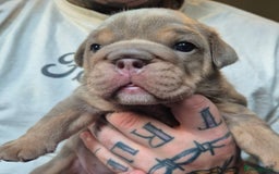 English Bulldog dogs for sale: British bulldog puppies  - Image 5