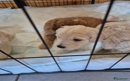 Cockapoo dogs for sale: Cockerpoo  - Image 3
