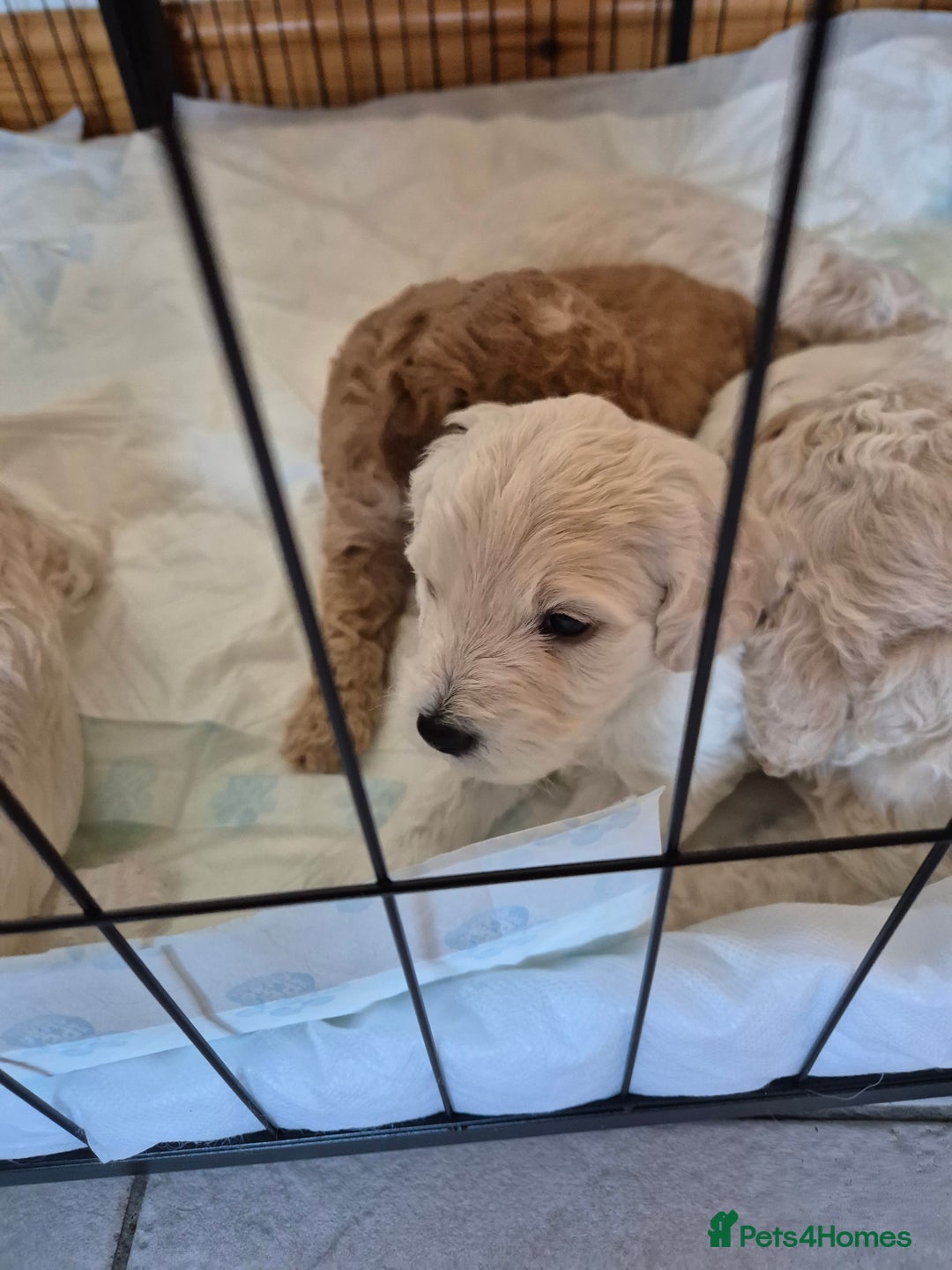 Cockapoo dogs for sale: Cockerpoo  - Image 3