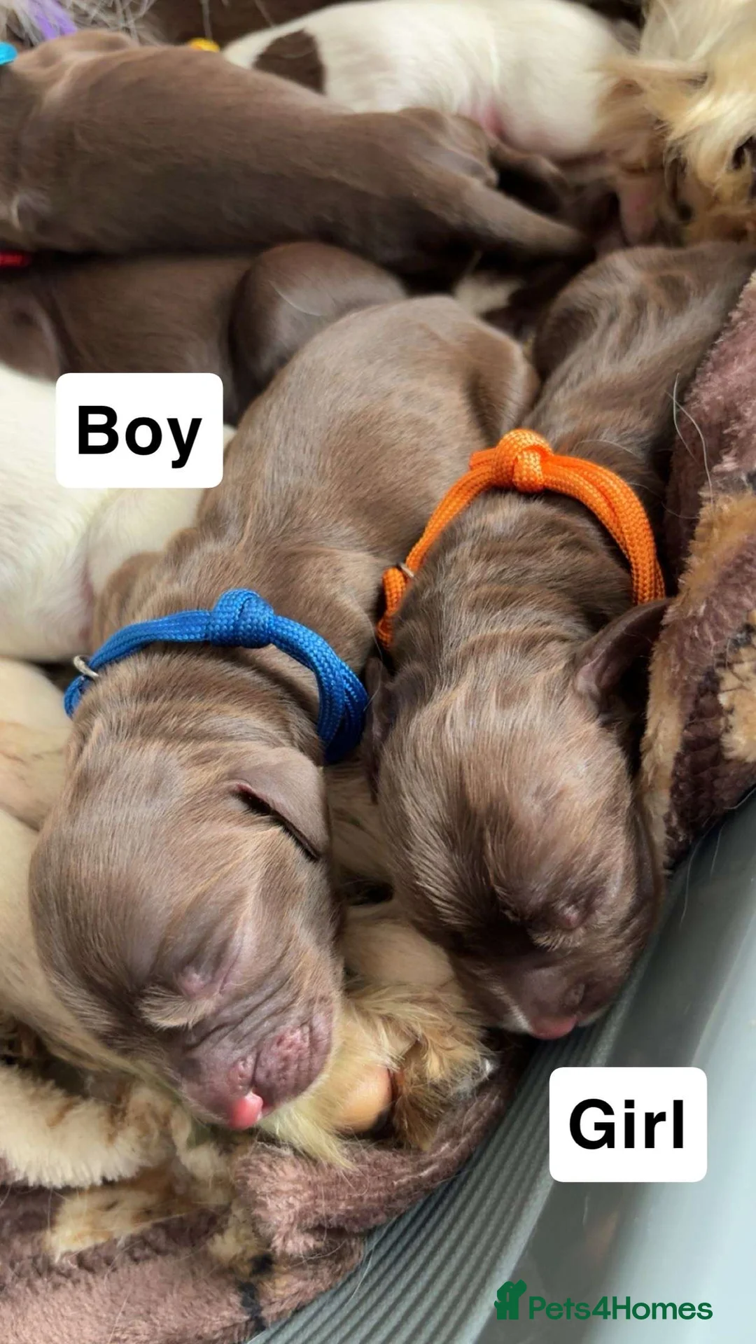Sprocker dogs for sale: Working sprocker spaniel puppies  in Newport - Advert 2