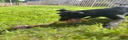 Lurcher dogs for sale: Puppy needing new home asap  - Advert 2