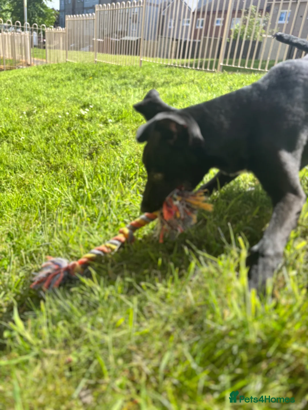 Lurcher dogs for sale: Puppy needing new home asap  - Advert 2