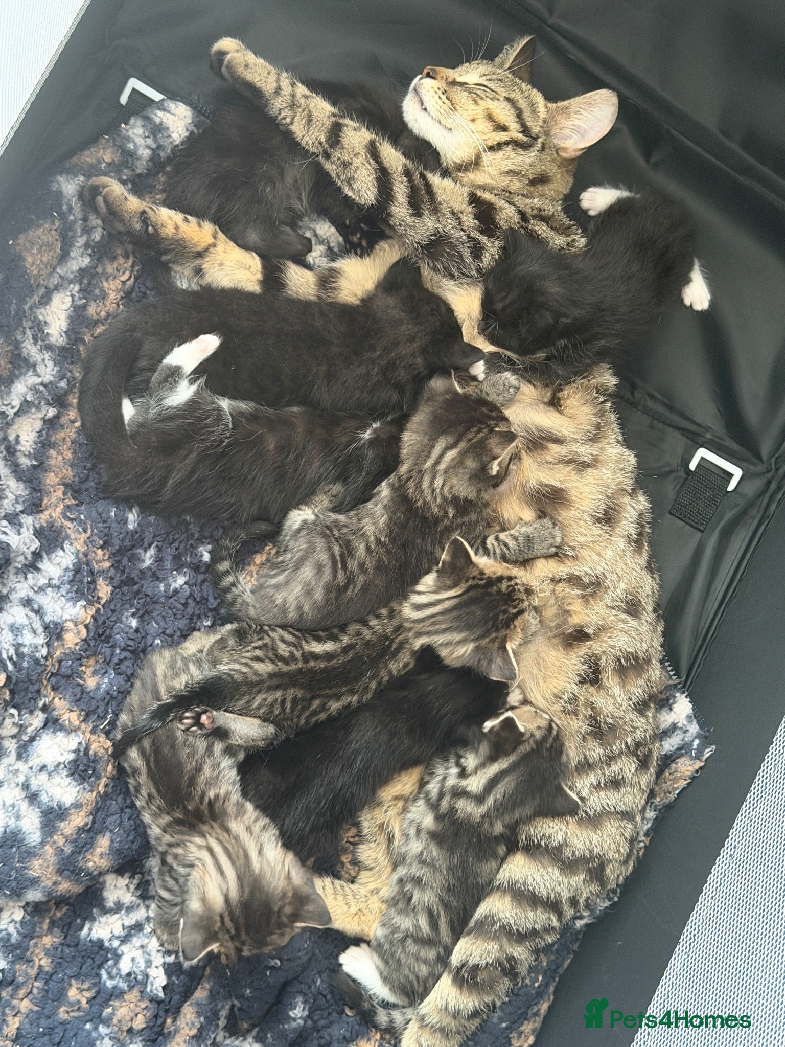 Mixed Breed cats Mixed kittens £50 - Advert 14