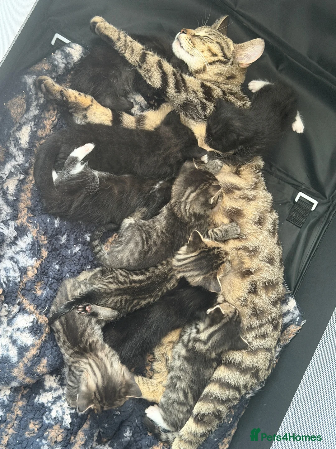 Mixed Breed cats for sale: Mixed kittens £50 - Advert 1