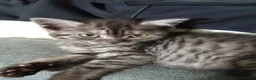 British Shorthair cats for sale: 2 British shorthair girls silver spotted/smoke - Advert 6