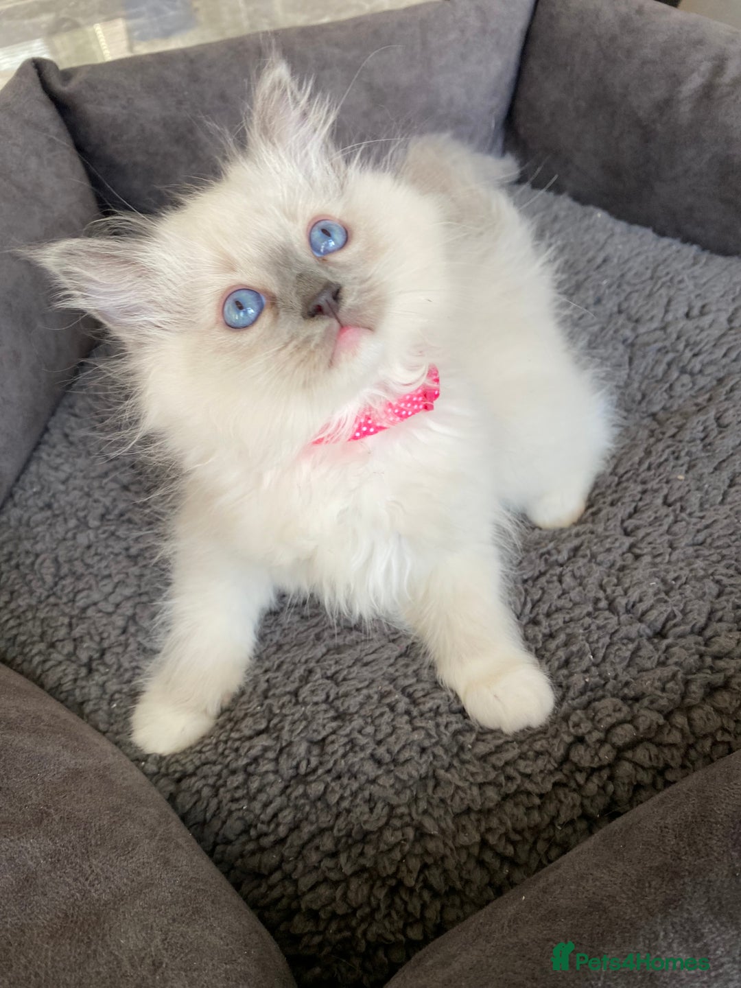 Ragdoll cats for sale: Ragdoll kittens  - Advert 14