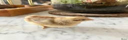 Chickens poultry for sale: Cream legbar male chick - Advert 4