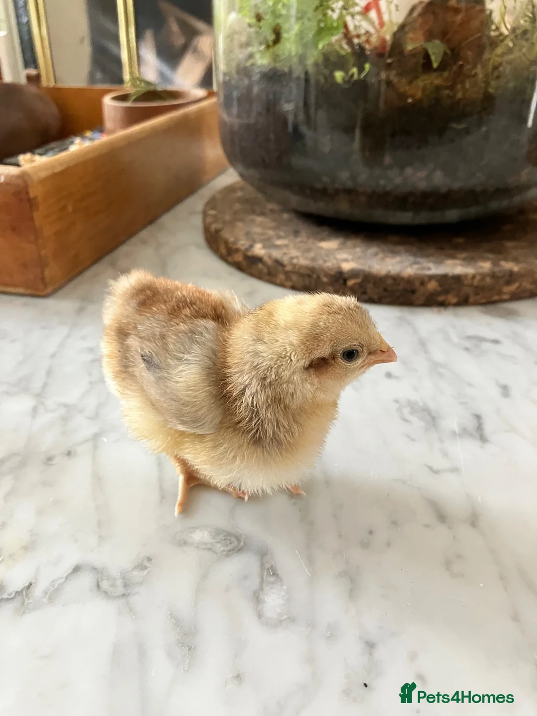 Chickens poultry for sale: Cream legbar male chick - Advert 4