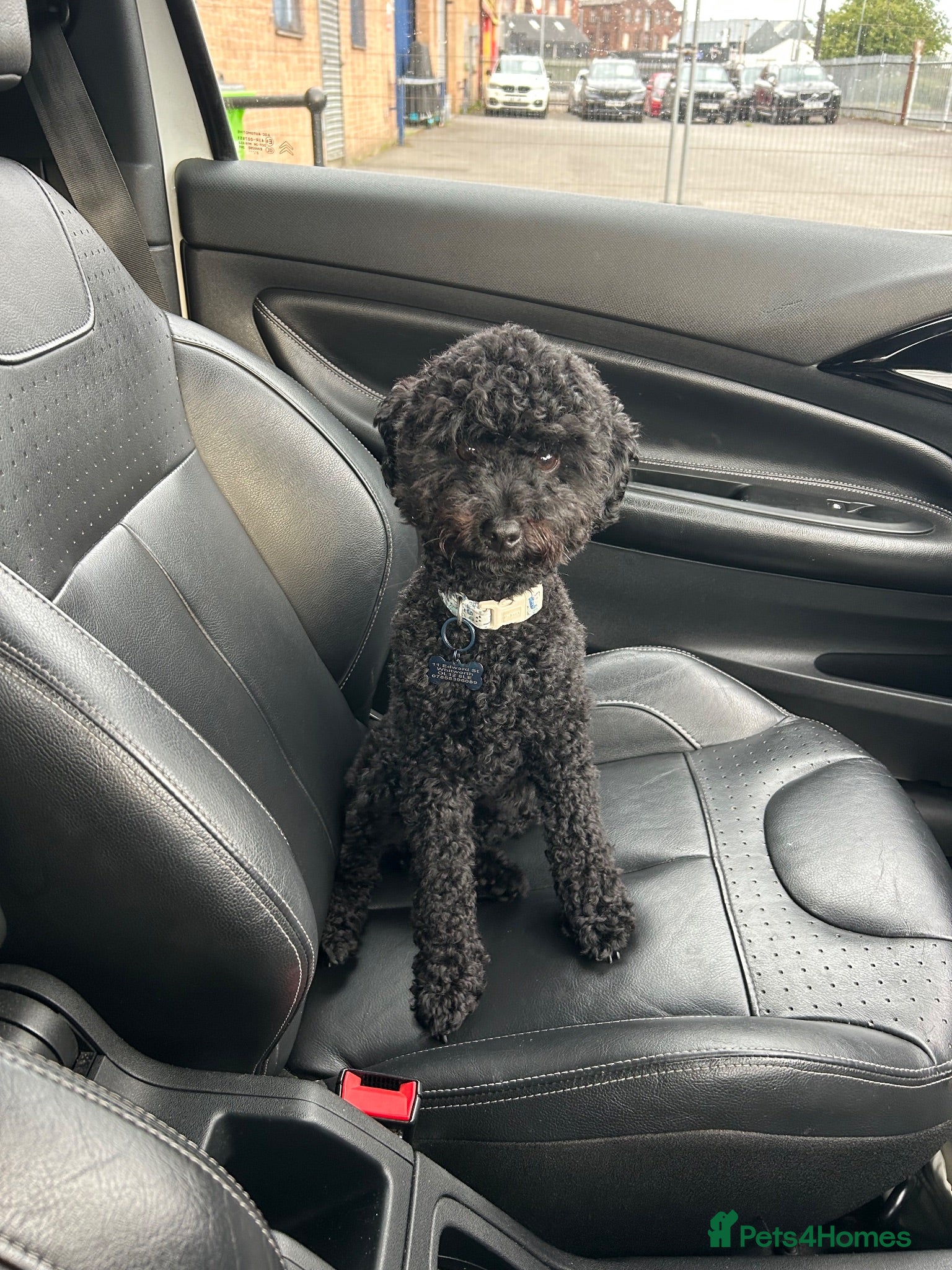 Cockapoo dogs 1 year old male mini cockapoo - Advert 1