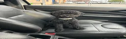 Cockapoo dogs for sale: 1 year old male mini cockapoo - Advert 1