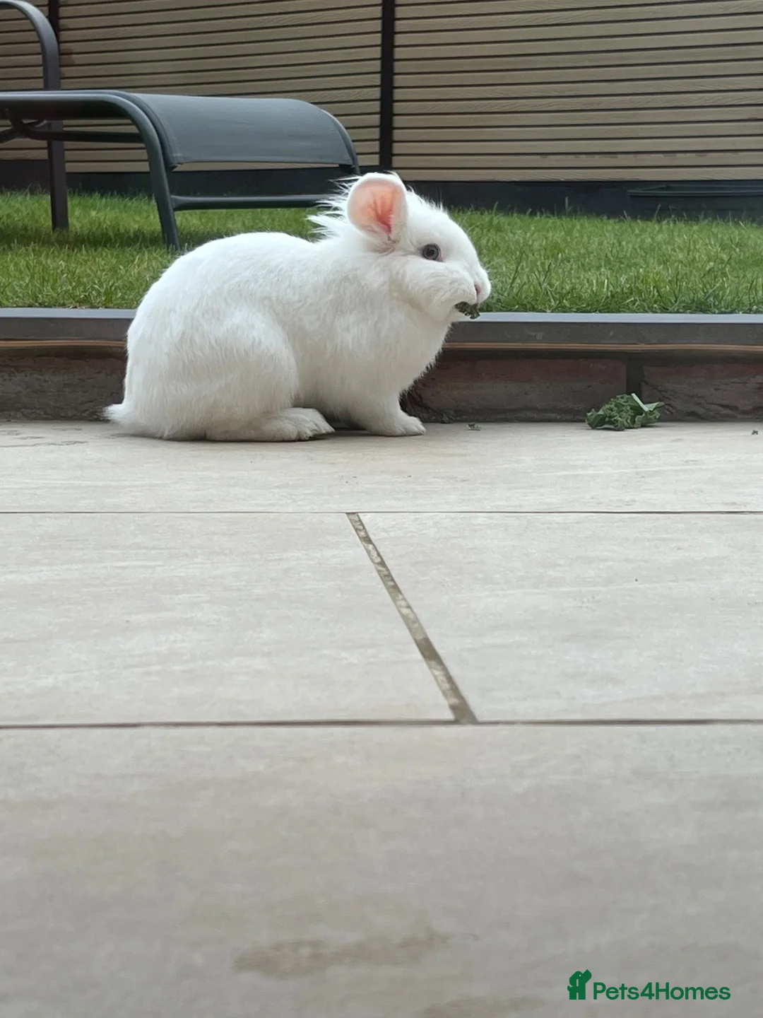 Lionhead rabbits for sale: Two female lionhead rabbits & hutch  in Gosport - Advert 3