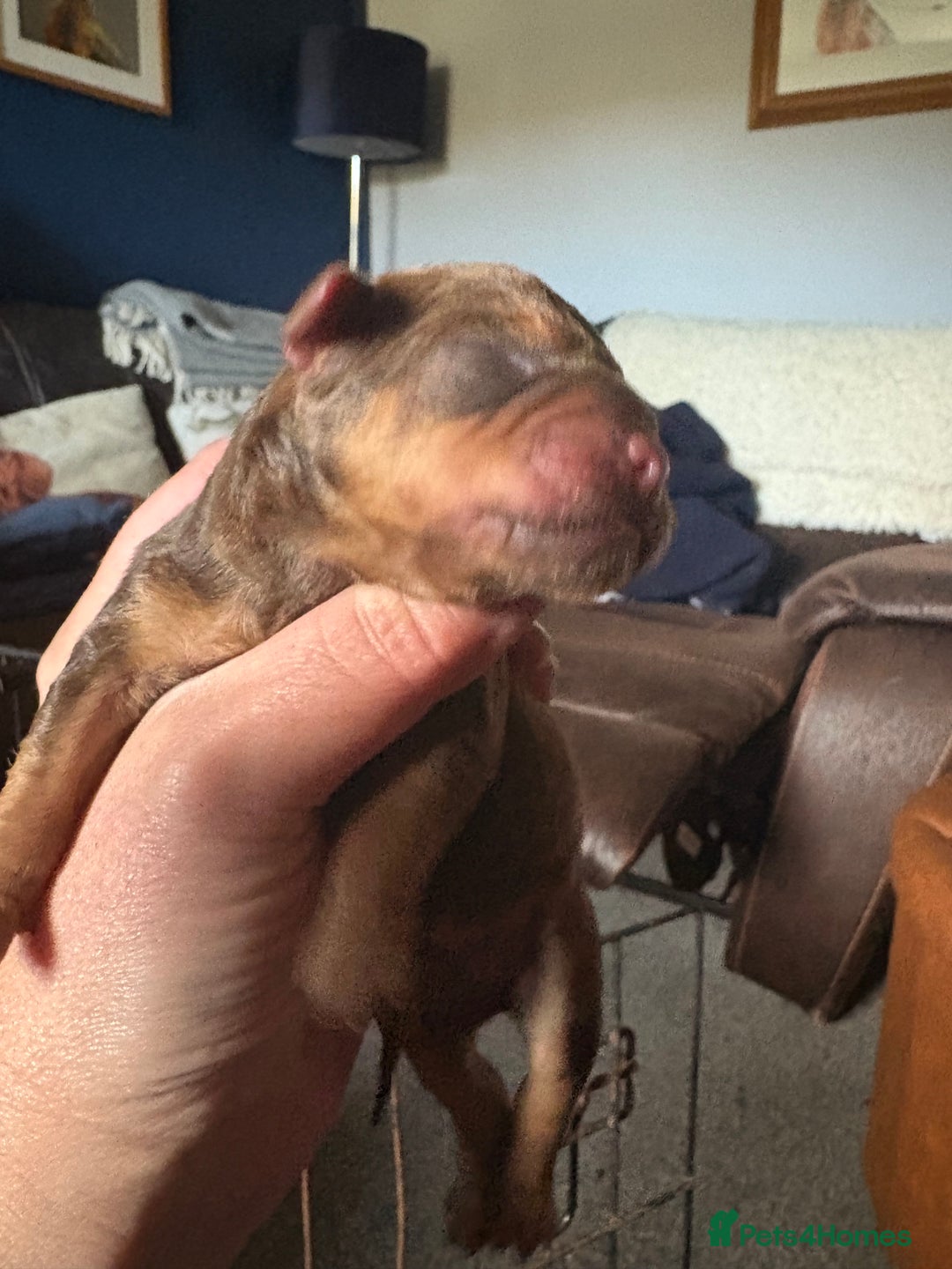 Patterdale Terrier dogs for sale: Beautiful Patterdale pups - Image 2