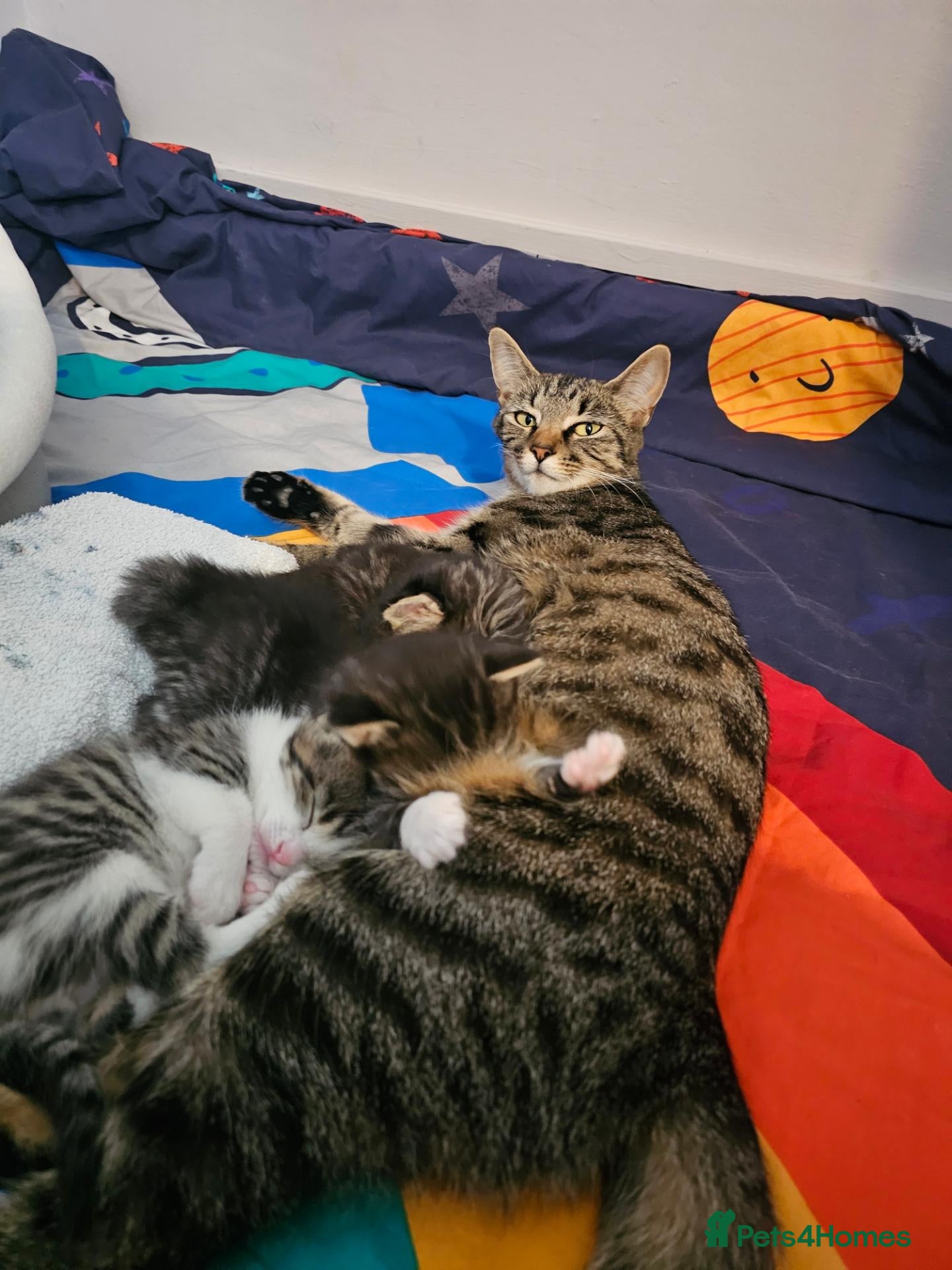 Mixed Breed cats for sale: Bengal X  - Advert 1