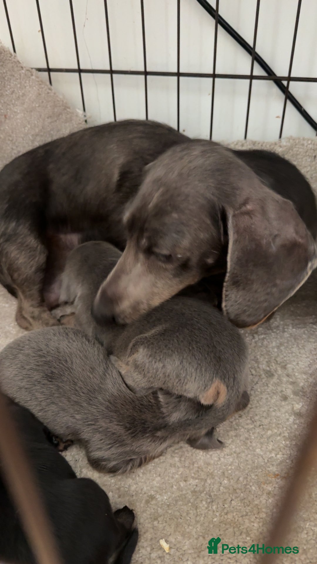 Miniature Dachshund dogs for sale: Three miniature sausage dogs, ready February 🩷 - Advert 6