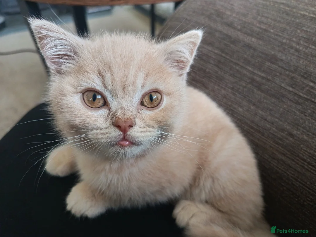 British Shorthair cats for sale: GCCF registered cream and lilac BSH - Advert 2