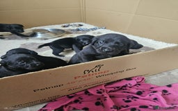 Labrador Retriever dogs for sale: Chunky Family Labrador Puppies  - Image 18