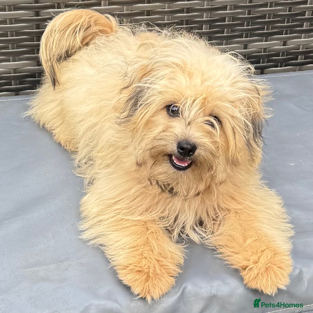 Pomapoo dogs for sale: Adorable pomapoo girl fully health tested parental in Southampton - Image 4