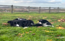 Border Collie dogs for sale: Border Collie puppies - Image 12