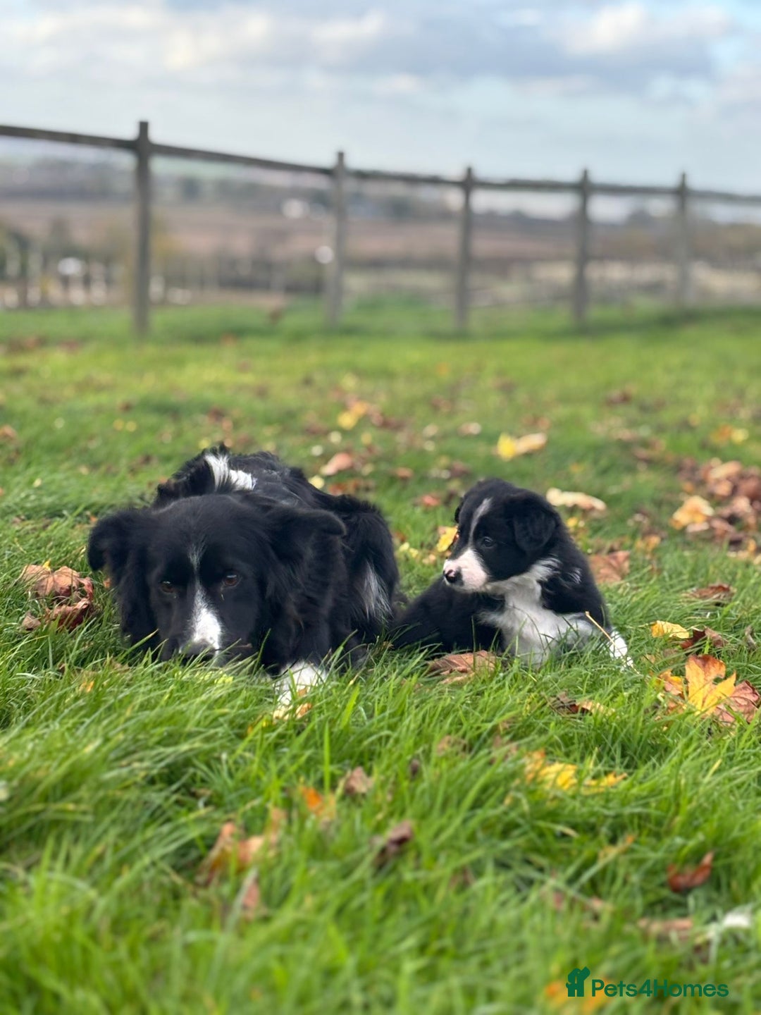 Border Collie dogs for sale: Border Collie puppies - Image 12