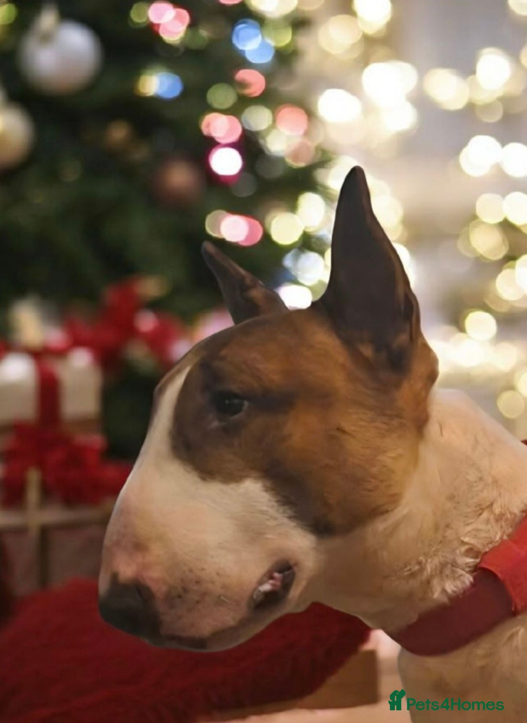 English Bull Terrier dogs for stud: Bull terrier at stud  fully health tested  - Advert 4