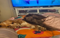 Cockapoo dogs for sale: Female cockerpoo - Image 6