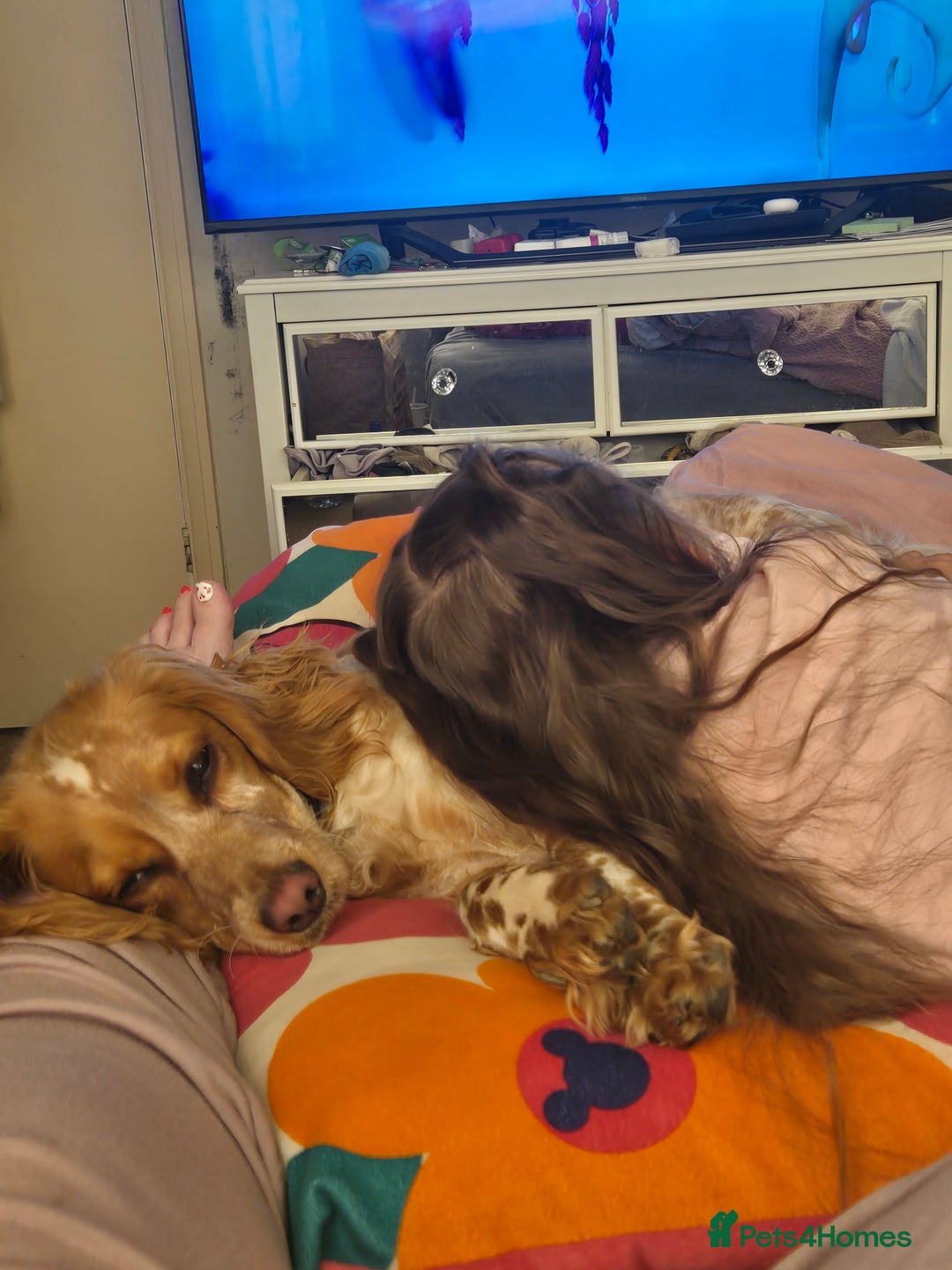 Cockapoo dogs for sale: Female cockerpoo - Image 6