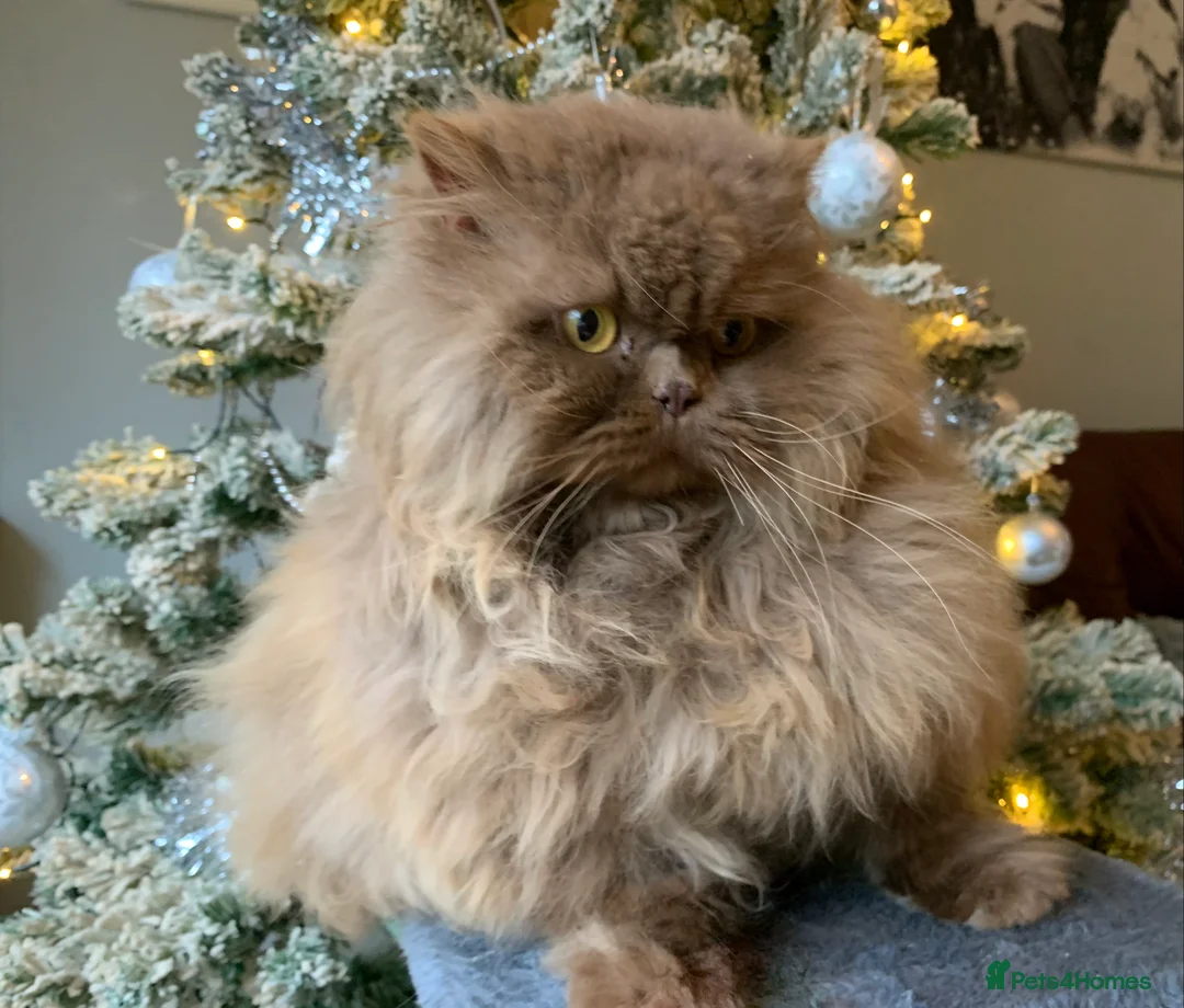 British Longhair cats for sale: British long hair adults  - Advert 7