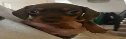 Miniature Dachshund dogs for sale: Miniature Dachshund. X1 Choc and tan available  - Advert 6