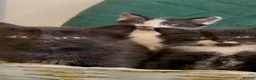 Domestic Shorthair cats for sale: Beautiful Tuxedo Kittens Looking for new Homes🐾❤️ - Advert 27
