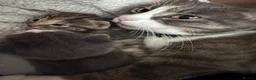 Mixed Breed cats for sale: 🐾 3 mixed breed beautiful kittens 🐾 in Cullompton - Advert 1