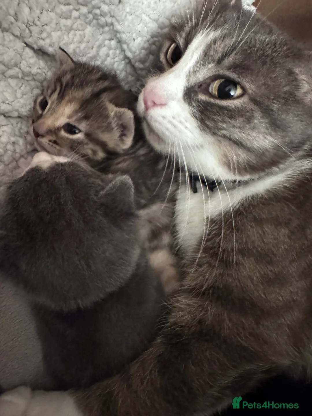 Mixed Breed cats for sale: 🐾 3 mixed breed beautiful kittens 🐾 in Cullompton - Advert 1