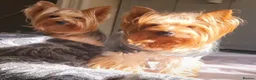 Yorkshire Terrier dogs for sale: Pedigree miniature Yorkshire terriers puppies  - Advert 7