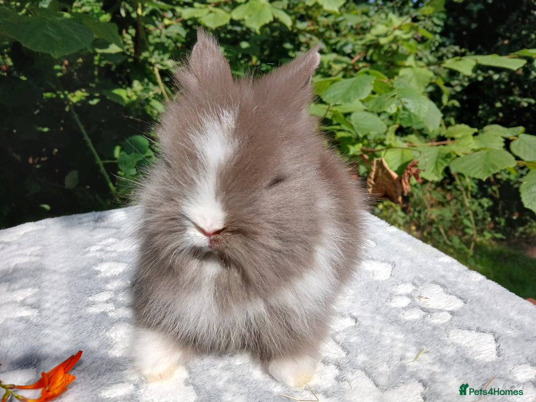 Lionhead rabbits for sale: Stunning DM Lionhead baby rabbits  - Image 5