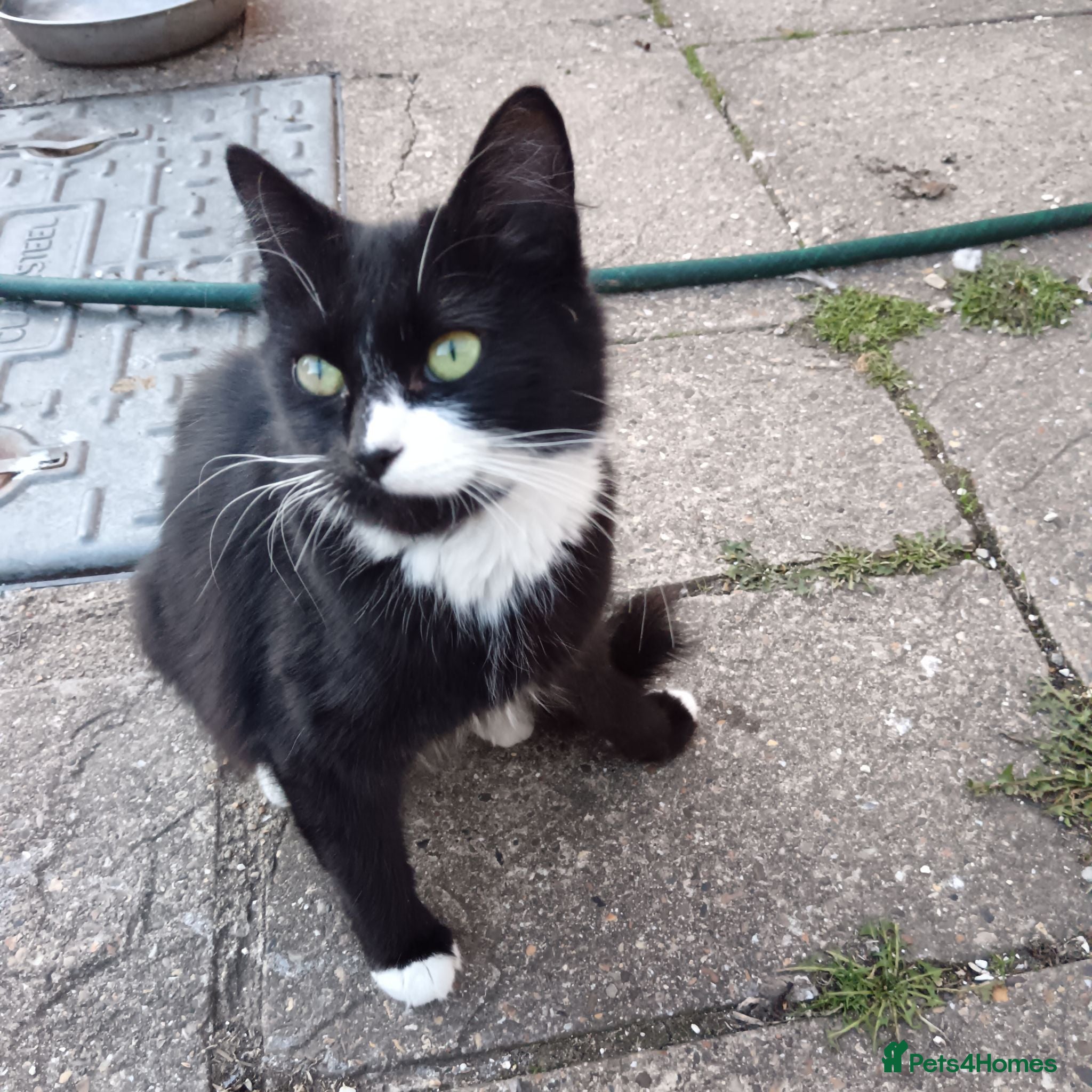 British Longhair cats Female cat for £10 - Advert 15
