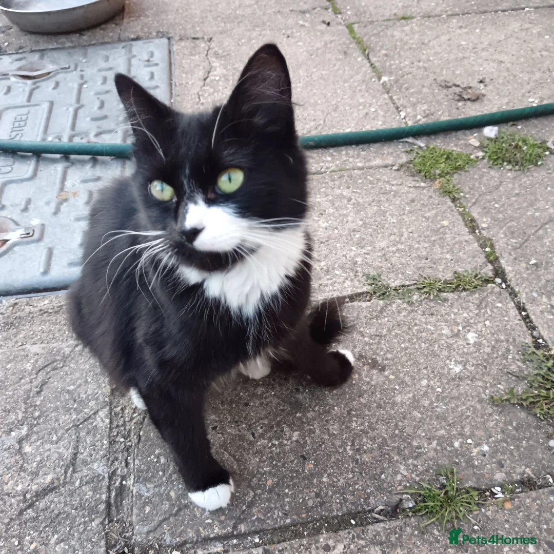 British Longhair cats for sale: Female cat for £10 - Advert 1