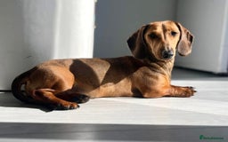Miniature Dachshund dogs for sale: Male and female miniature dachshunds - Image 4