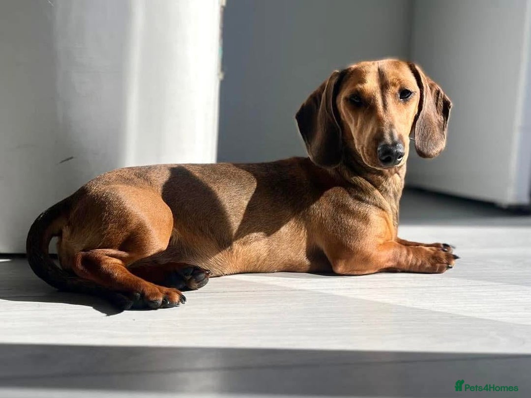 Miniature Dachshund dogs for sale: Male and female miniature dachshunds - Image 4