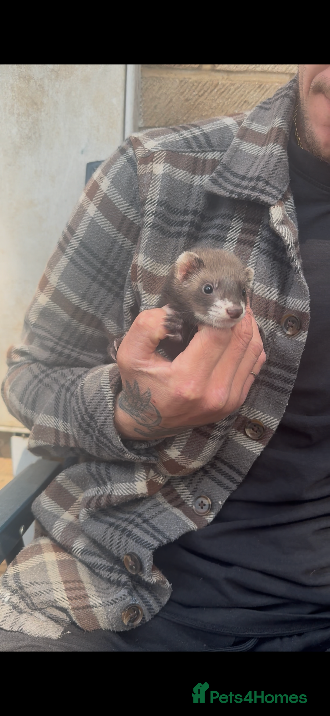 Ferret rodents for sale: Baby ferrets - Image 7
