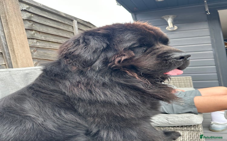 Newfoundland dogs - Advert 1