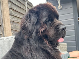 Newfoundland dogs - Advert 1